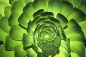 decorative succulent photo